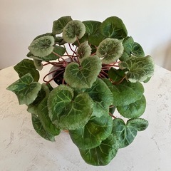受渡しが決まりましたの画像