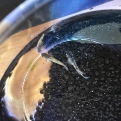 メダカ　金閣Bの画像