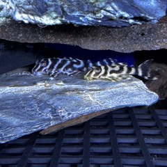 熱帯魚　メガクラウンゼブラプレコの画像