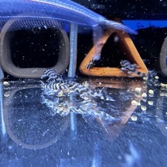熱帯魚　メガクラウンゼブラプレコの画像