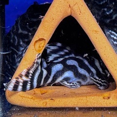 熱帯魚　メガクラウンゼブラプレコの画像