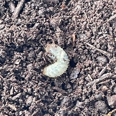 カブトムシ幼虫大量セット ケース付きの画像