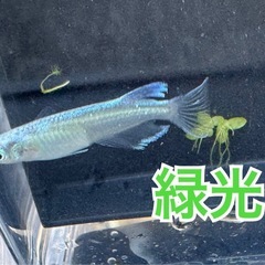 メダカ【1匹100円〜】9/13、14 期間限定　『りゅうメダカ🐟』見学だけでもOK 先着予約制　
次回未定の画像