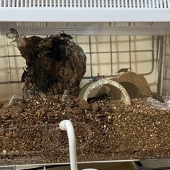 スズムシ飼育環境整えたケース付きの画像