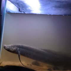プロトプテルス　アンフィビウス　60〜65㎝の画像