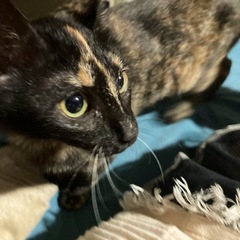 仔猫　4ヶ月　サビちゃん