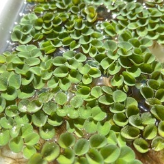 浮草 サルビニアククラータの画像