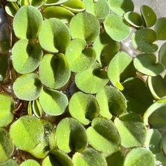 浮草 サルビニアククラータの画像