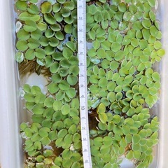 浮草 サルビニアククラータの画像