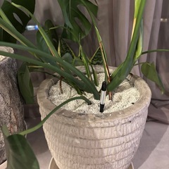 【観葉植物モンステラ・ウンベラータ】の画像