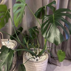 【観葉植物モンステラ・ウンベラータ】の画像