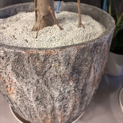 【観葉植物モンステラ・ウンベラータ】の画像