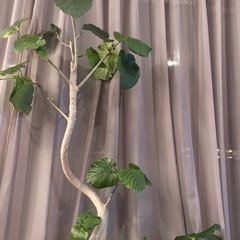 【観葉植物モンステラ・ウンベラータ】の画像