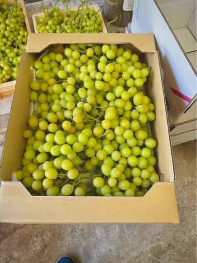 43 %山梨県勝沼産シャインマスカット箱抜き５ｋｇ 2024 山梨県勝沼産5kgシャインマスカット 43 %山梨県勝沼産シャイン