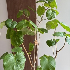 観葉植物　ウンベラータ　の画像