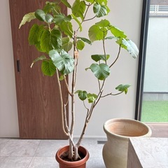観葉植物　ウンベラータ　の画像