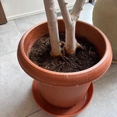 観葉植物　ウンベラータ　の画像