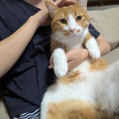 短い尻尾の茶白くん