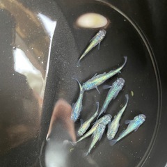ネプチューン　めだか　若魚　画像の全ての画像
