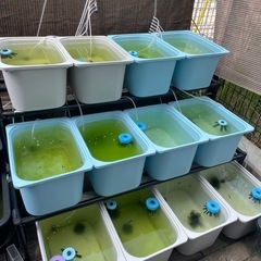 ネプチューン　めだか　若魚手前　画像の全ての画像