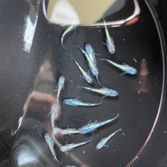ネプチューン　めだか　若魚手前　画像の全ての画像