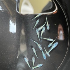 ネプチューン　めだか　若魚手前　画像の全ての画像