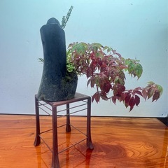 山野草盆栽の画像