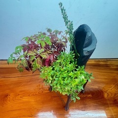 山野草盆栽の画像
