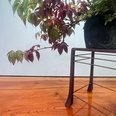 山野草盆栽の画像