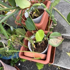 観葉植物　モンステラ　の画像