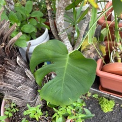 観葉植物　モンステラ　の画像