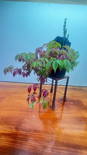 山野草盆栽