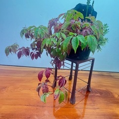 山野草盆栽の画像