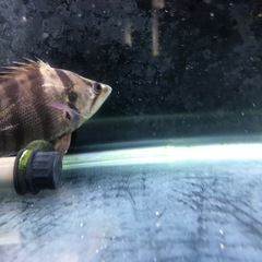 ダトニオ（熱帯魚）
の画像