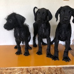 グレートデン×スタンダードプードル 子犬