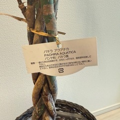 観葉植物 パキラの画像