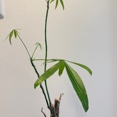 観葉植物 パキラの画像