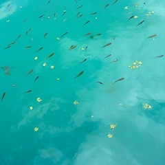メダカミックスの画像