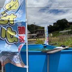メダカミックスの画像