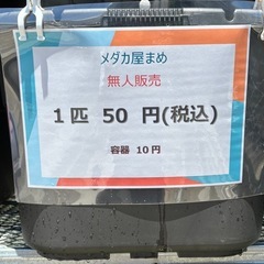 メダカミックスの画像