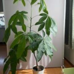 観葉植物譲ります。の画像