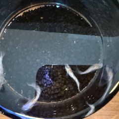 メダカ　3色体外光の画像