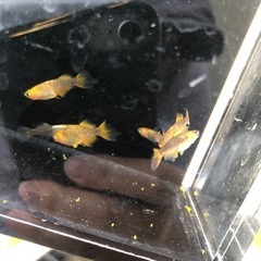 めだか　竜章鳳姿　7匹の画像