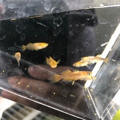 めだか　竜章鳳姿　7匹の画像