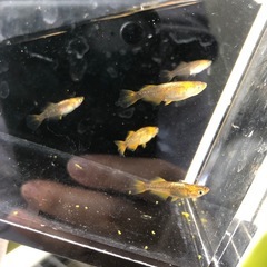 めだか　竜章鳳姿　7匹の画像