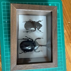 カブトムシ標本 オスメスの画像