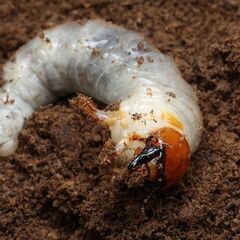 ニジイロクワガタ クワガタ 幼虫 菌糸投入済み ② の画像