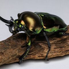 ニジイロクワガタ クワガタ 幼虫 菌糸投入済み ② の画像
