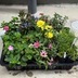 ランキングキーワードに紐づく投稿画像-多肉植物