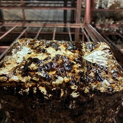 しいたけ菌床1ヶ(おうちで栽培用)の画像